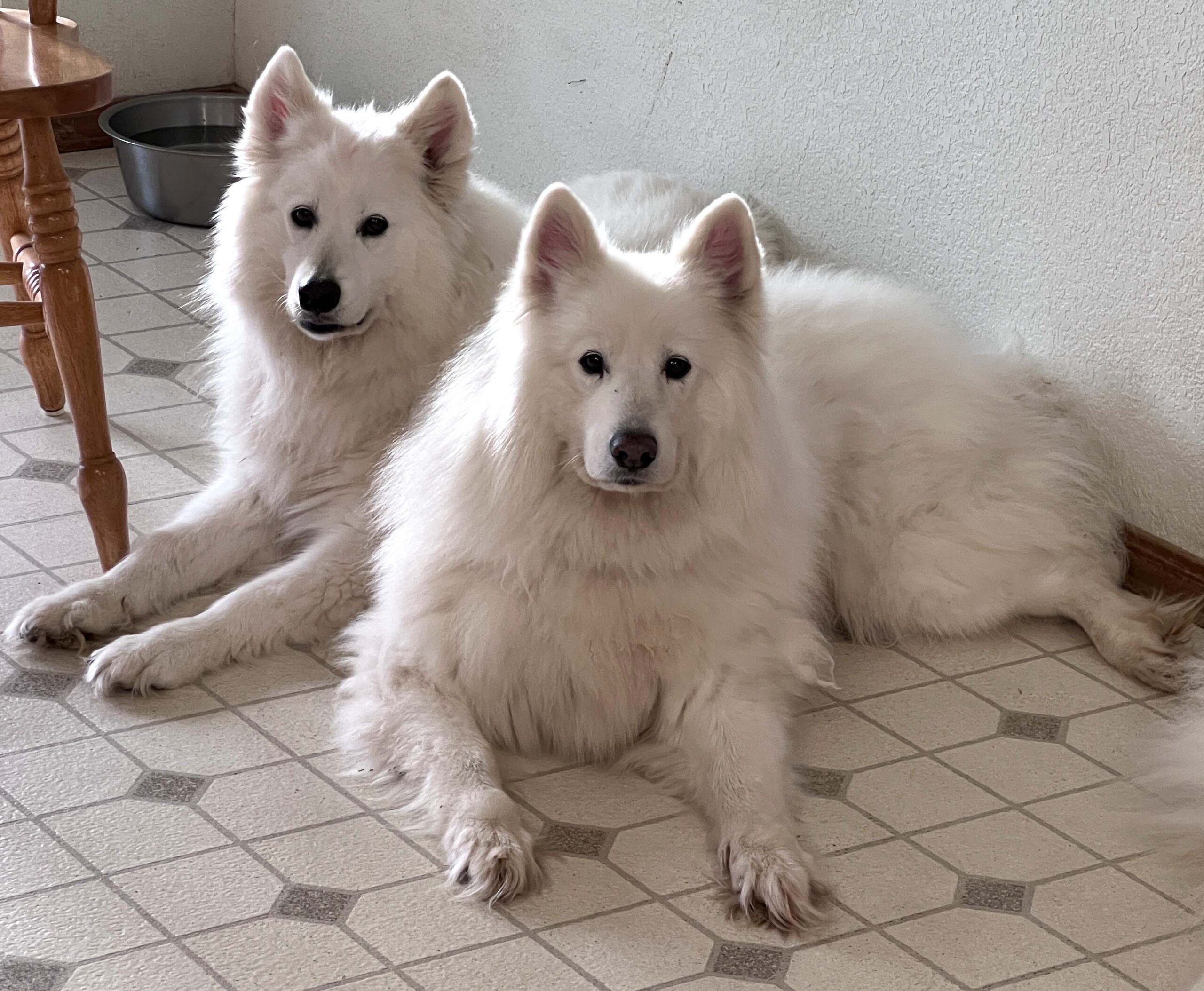 April 2024 Rescue Report Northwest Samoyed Rescue