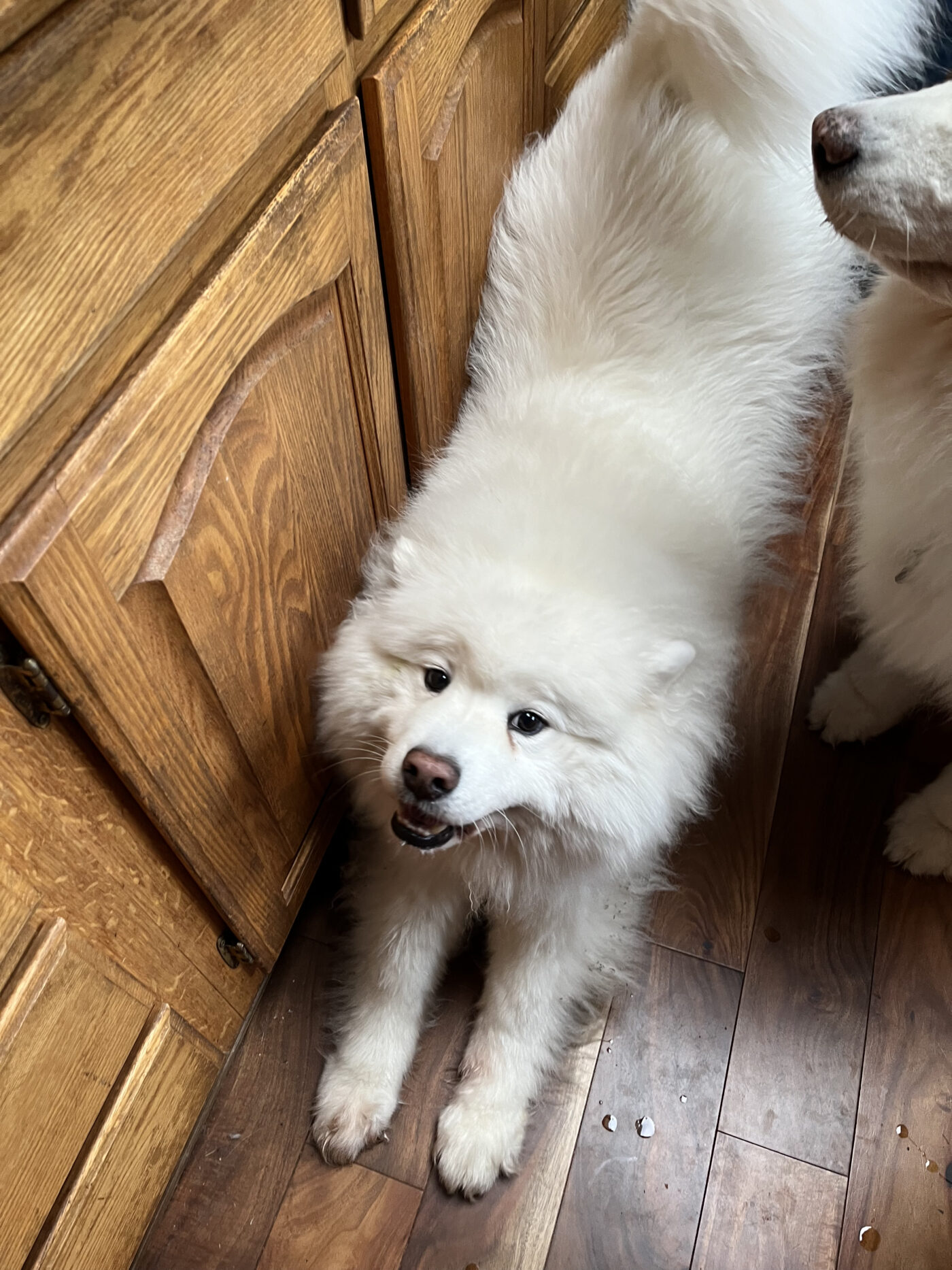 Stella | Northwest Samoyed Rescue