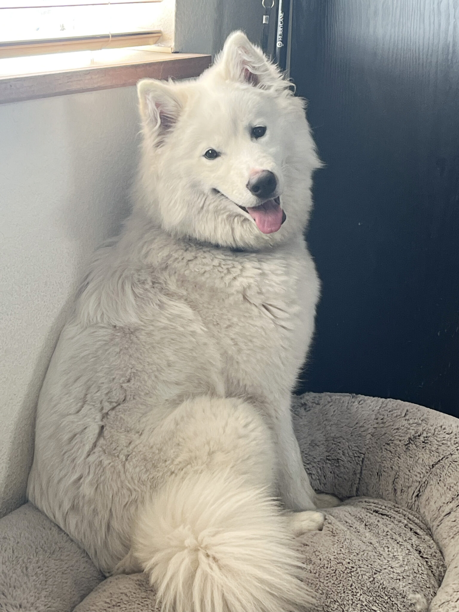 Suzie | Northwest Samoyed Rescue